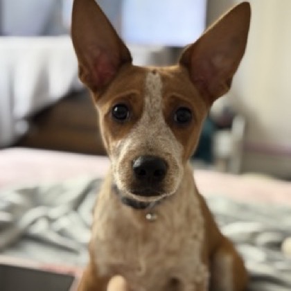 Pedro the chihuahua