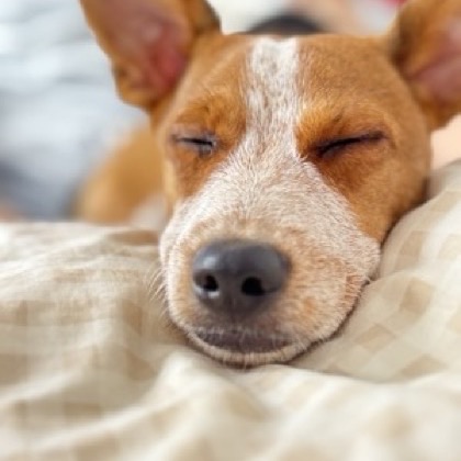 Pedro sleeping
